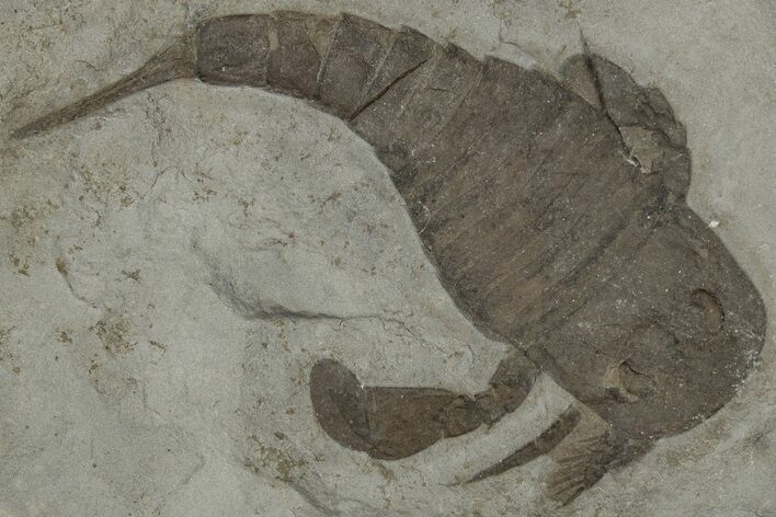 Eurypterus (Sea Scorpion) Fossil - New York #310238